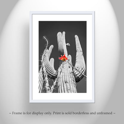 Desert Cactus & Ocotillo Wildflower |Tucson Arizona Landscape Art