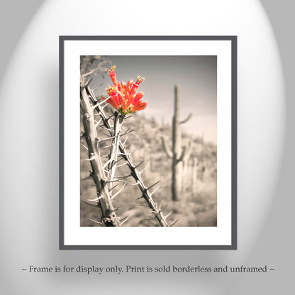 Ocotillo Art Print with Arizona Desert Cactus Landscape | Southwestern Style Home Decor Gift