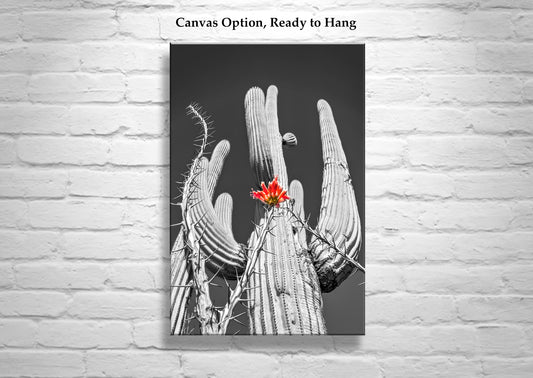 Desert Cactus & Ocotillo Wildflower |Tucson Arizona Landscape Art