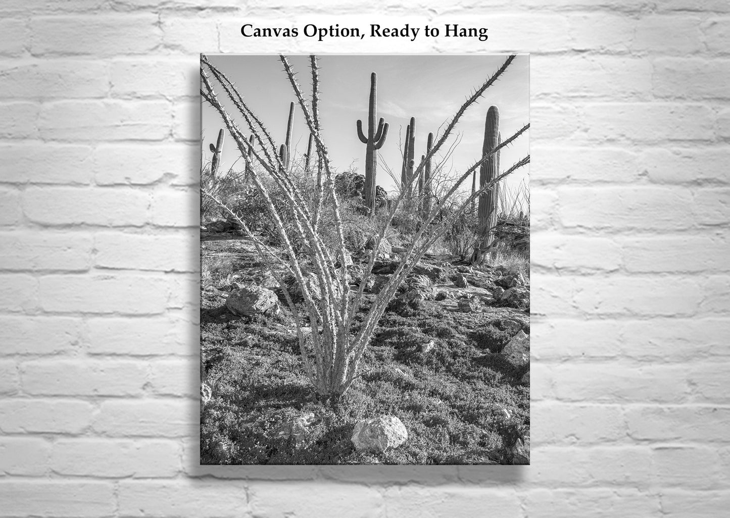 Ocotillo and Saguaro in Black and White | Arizona Desert Art