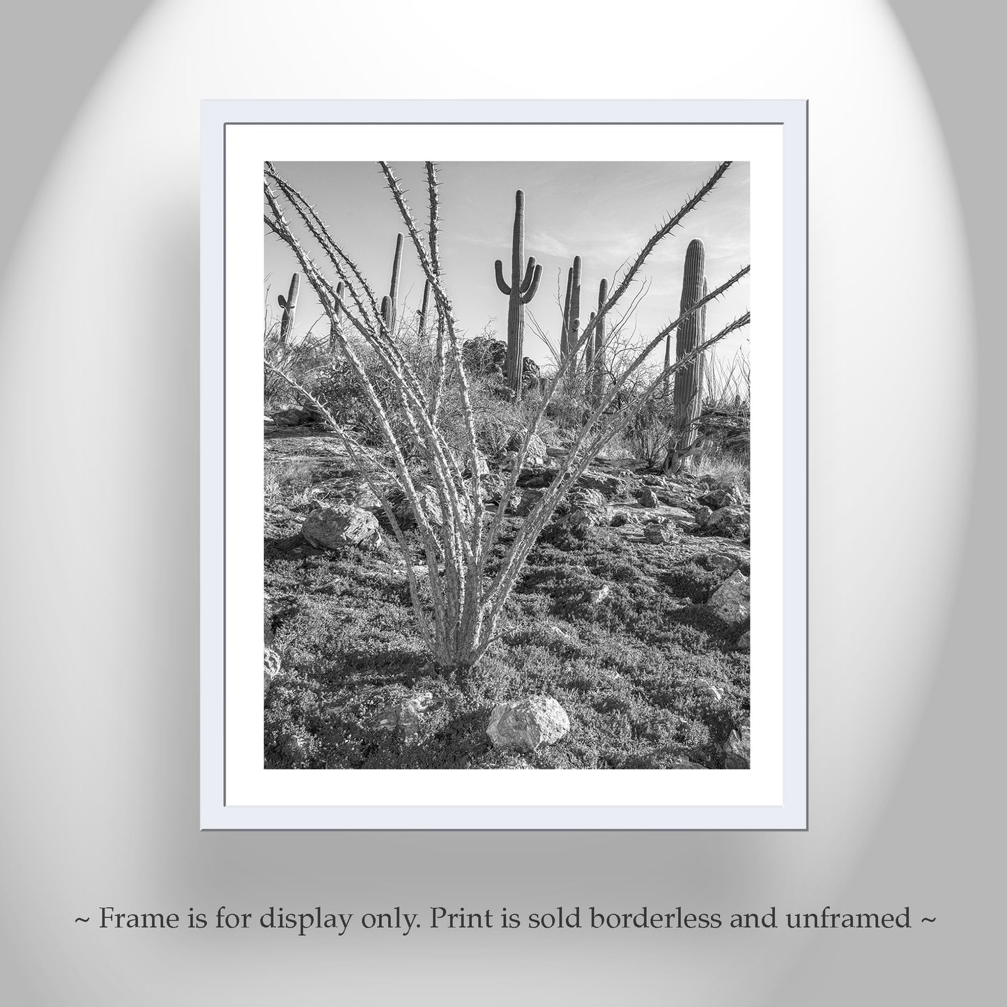 Ocotillo and Saguaro in Black and White | Arizona Desert Art