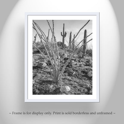 Ocotillo and Saguaro in Black and White | Arizona Desert Art