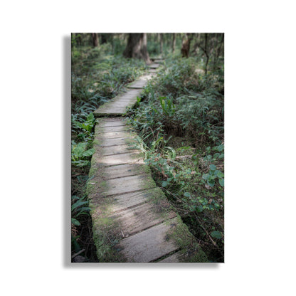 Wooden pathway in a forest with greenery on either side.  Beautiful rainforest art! To embellish your walls, the ravishing rainforest at Olympic Peninsula, Washington State USA. This scene is the boardwalk path to a wild Pacific Ocean beach, just around the bend. A magical place! Original, unique signed art by Murray Bolesta.