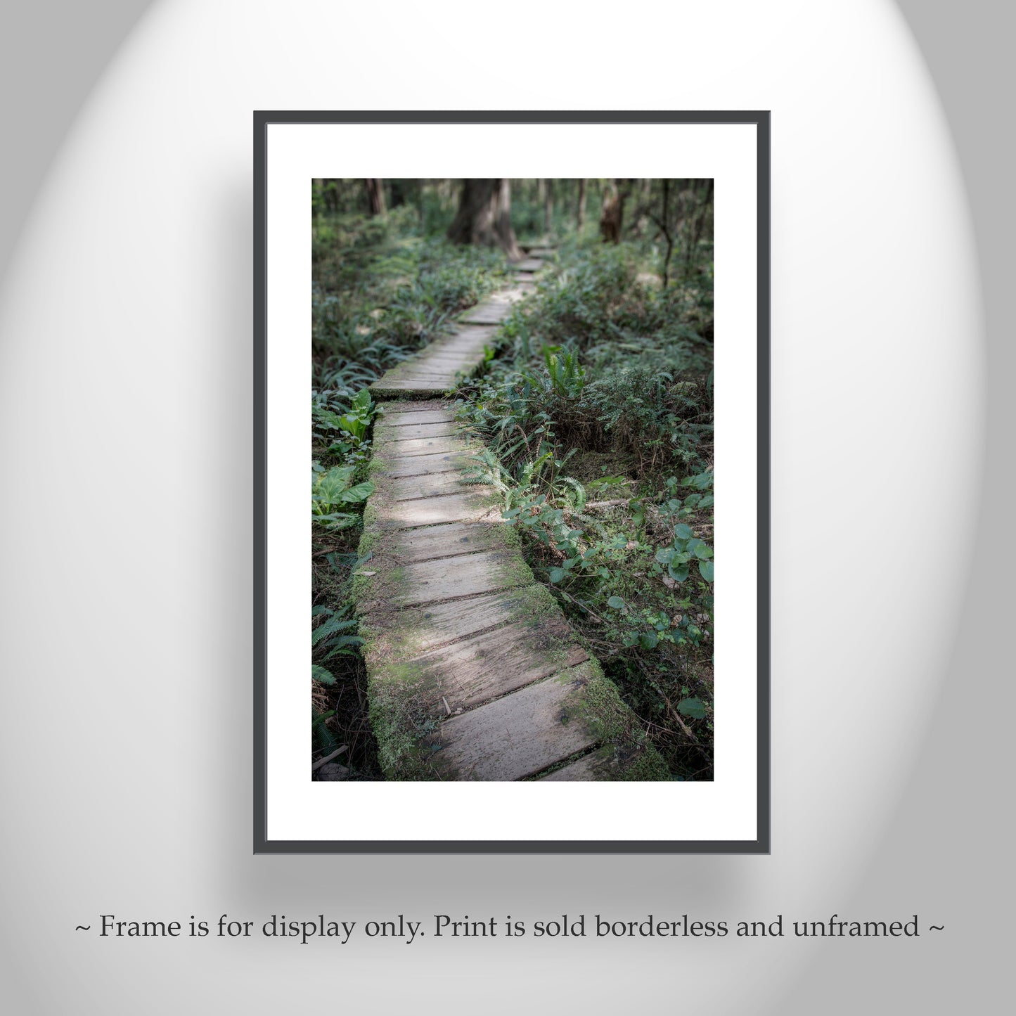 Washington State Photograph with Pacific Northwest Forest as Art Gift for Hiker