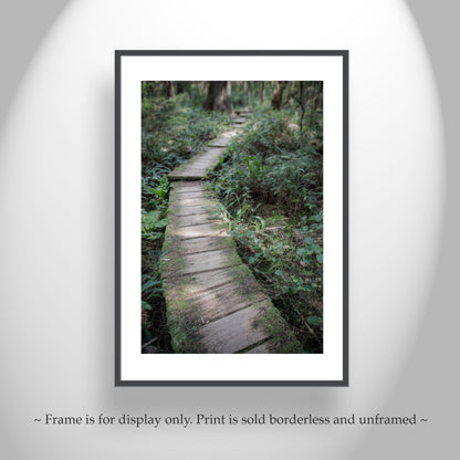 Washington State Photograph with Pacific Northwest Forest as Art Gift for Hiker