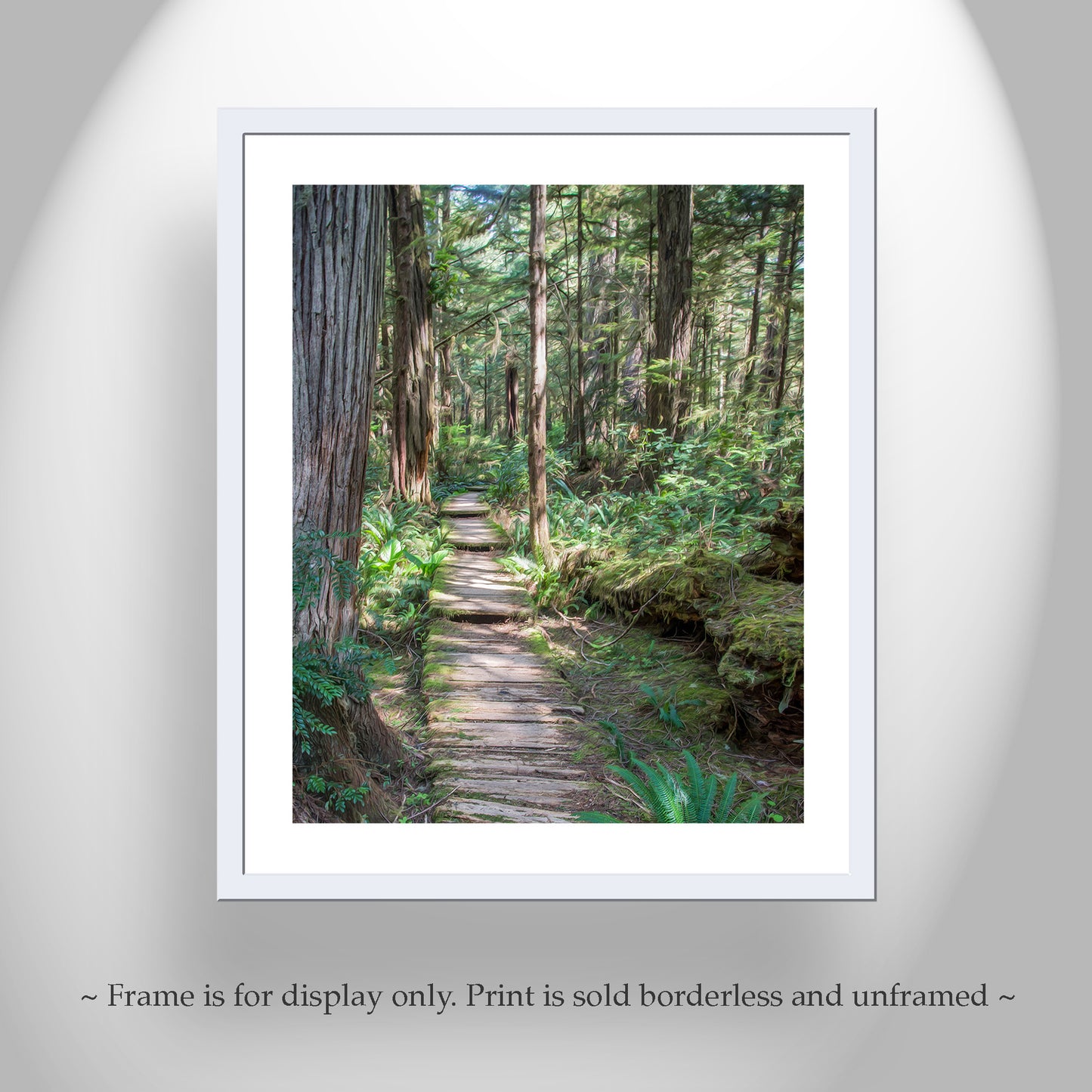 Olympic National Park Forest Hiking Art in Washington State Pacific Northwest