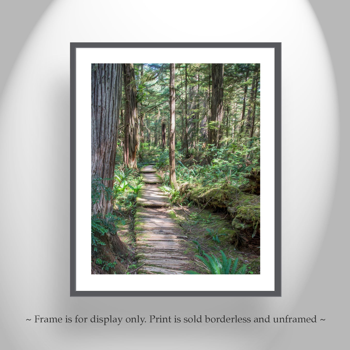 Olympic National Park Forest Hiking Art in Washington State Pacific Northwest
