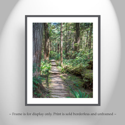 Olympic National Park Forest Hiking Art in Washington State Pacific Northwest