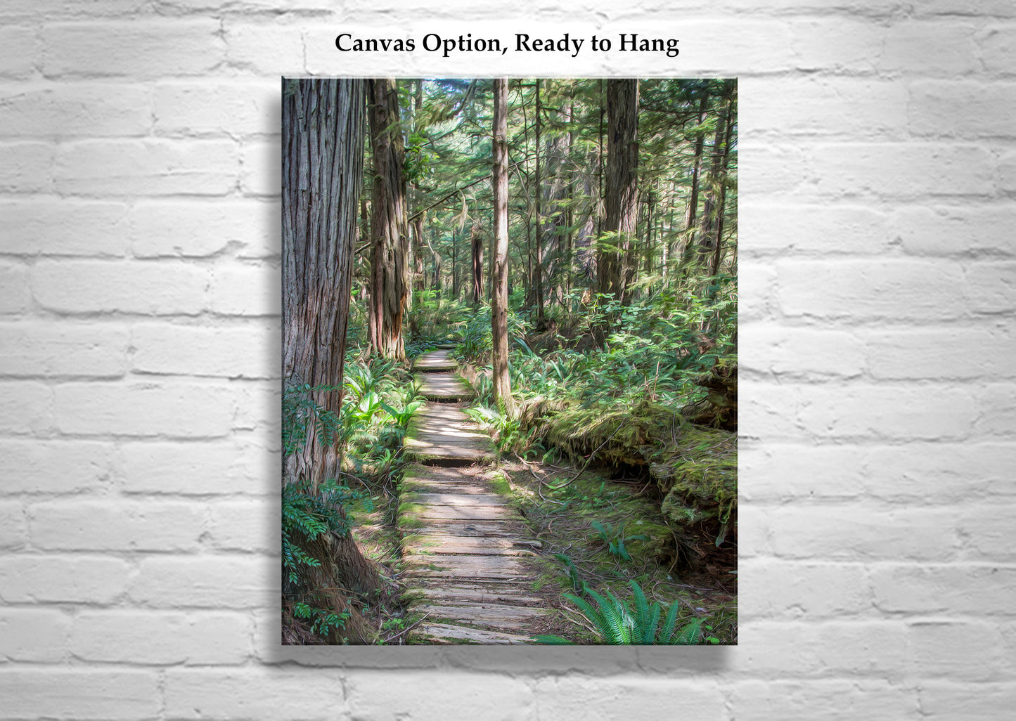 Olympic National Park Forest Hiking Art in Washington State Pacific Northwest