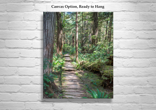 Olympic National Park Forest Hiking Art in Washington State Pacific Northwest