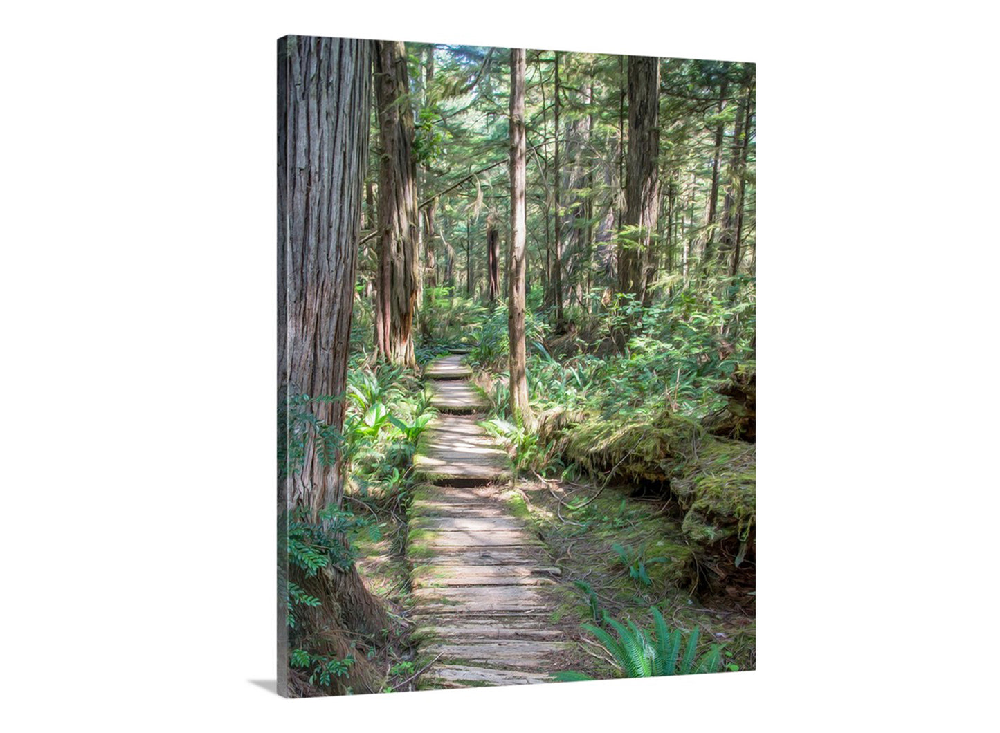 Wooden path through a dense forest with tall trees and green undergrowth. Beautiful rainforest art! To embellish your walls, the ravishing rainforest at Olympic Peninsula, Washington State USA. Artfully rendered by me, this scene is the boardwalk path to a wild Pacific Ocean beach, just around the bend. A magical place! Original, unique signed art by Murray Bolesta.