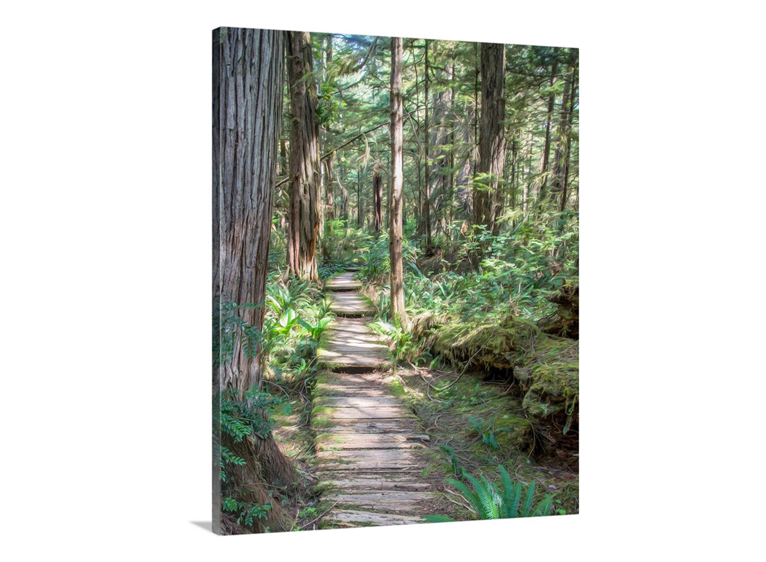 Wooden path through a dense forest with tall trees and green undergrowth. Beautiful rainforest art! To embellish your walls, the ravishing rainforest at Olympic Peninsula, Washington State USA. Artfully rendered by me, this scene is the boardwalk path to a wild Pacific Ocean beach, just around the bend. A magical place! Original, unique signed art by Murray Bolesta.