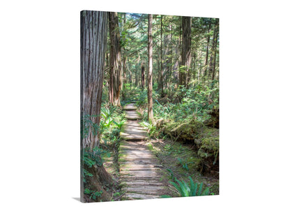 Wooden path through a dense forest with tall trees and green undergrowth. Beautiful rainforest art! To embellish your walls, the ravishing rainforest at Olympic Peninsula, Washington State USA. Artfully rendered by me, this scene is the boardwalk path to a wild Pacific Ocean beach, just around the bend. A magical place! Original, unique signed art by Murray Bolesta.