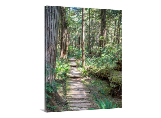 Wooden path through a dense forest with tall trees and green undergrowth. Beautiful rainforest art! To embellish your walls, the ravishing rainforest at Olympic Peninsula, Washington State USA. Artfully rendered by me, this scene is the boardwalk path to a wild Pacific Ocean beach, just around the bend. A magical place! Original, unique signed art by Murray Bolesta.