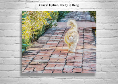 Cat Picture as Wall Art for Animal Lovers | Tucson Arizona Barrio