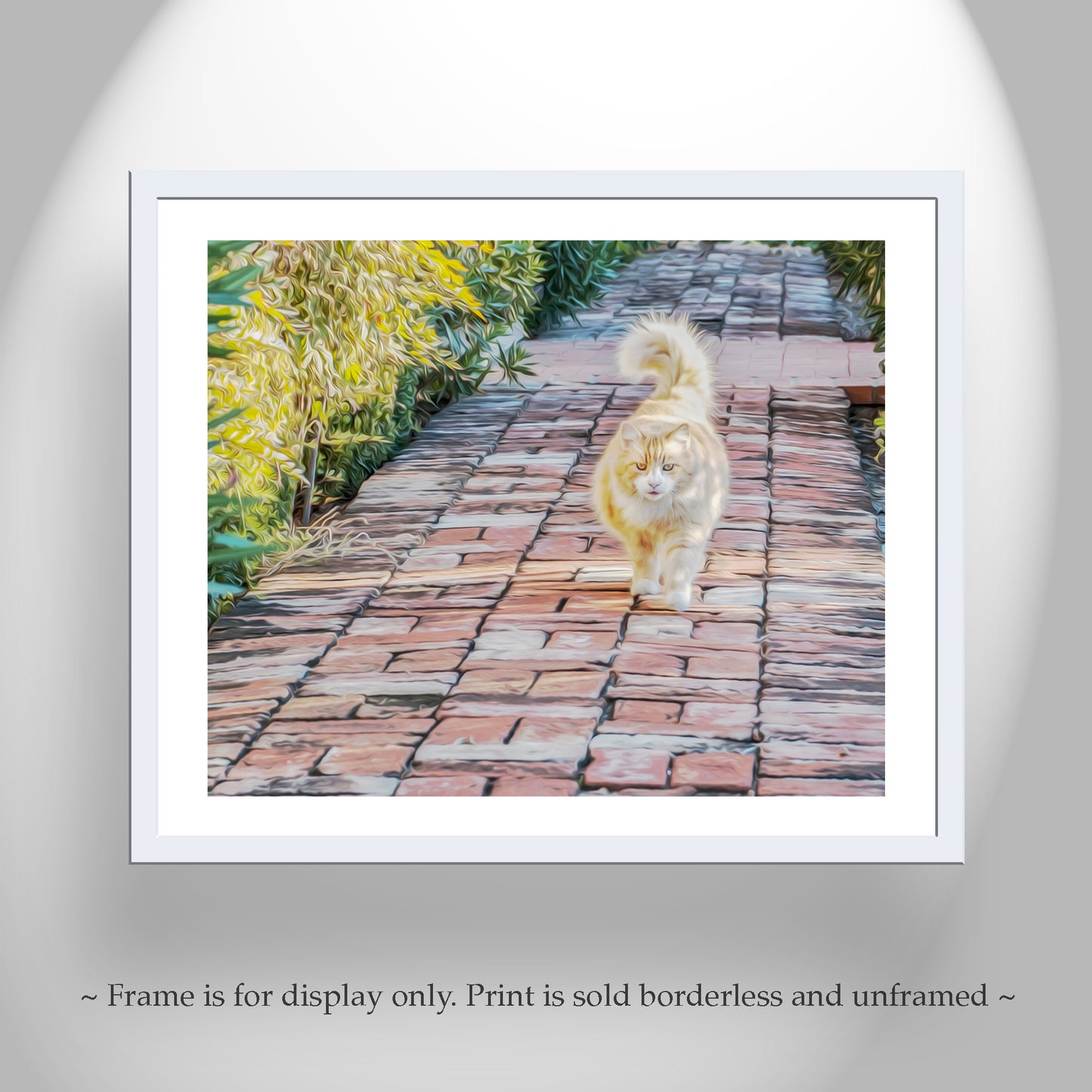 Cat Picture as Wall Art for Animal Lovers | Tucson Arizona Barrio