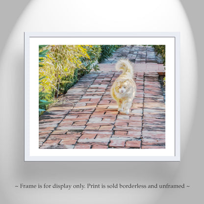 Cat Picture as Wall Art for Animal Lovers | Tucson Arizona Barrio