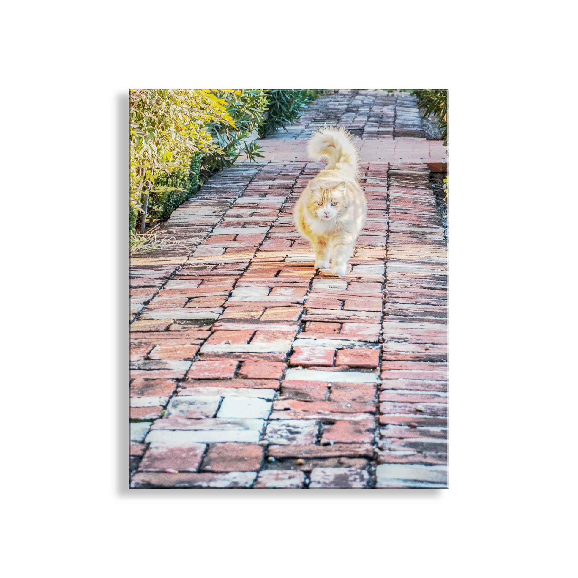 Cat walking on a brick path with trees and sunlight in the background. Cat Lover Wall Decor with Orange Cat in Tucson Arizona Barrio Viejo Street