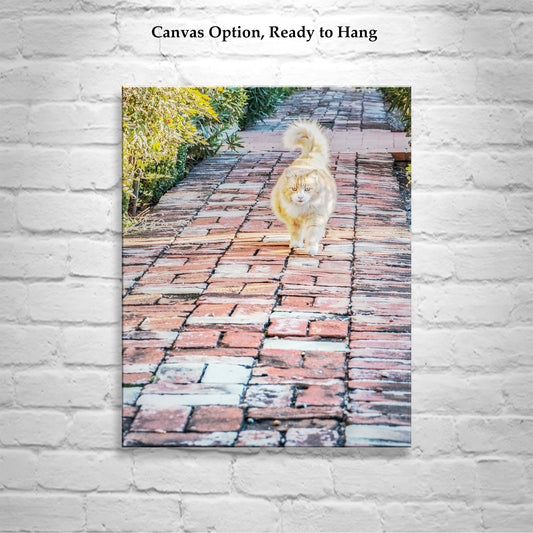 Cat Lover Wall Decor with Orange Cat in Tucson Arizona Barrio Viejo Street