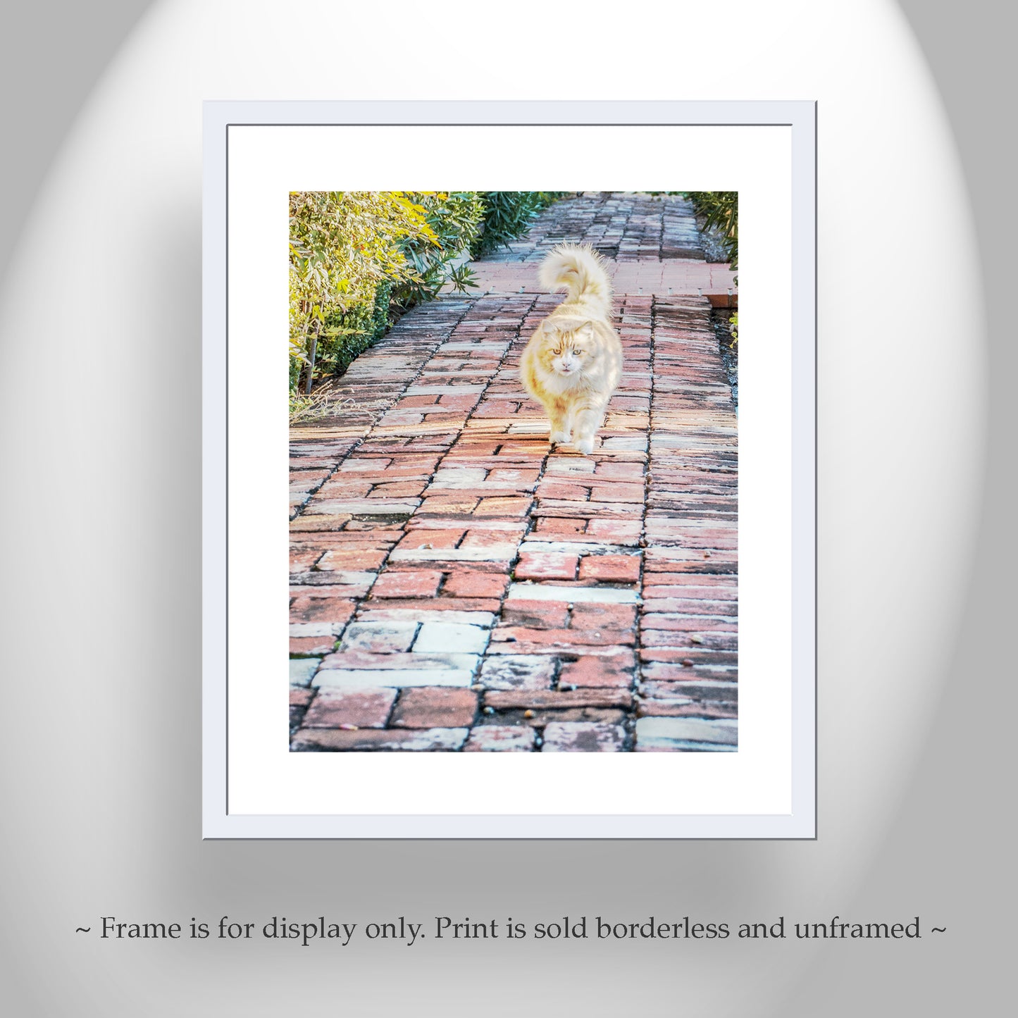 Cat Lover Wall Decor with Orange Cat in Tucson Arizona Barrio Viejo Street