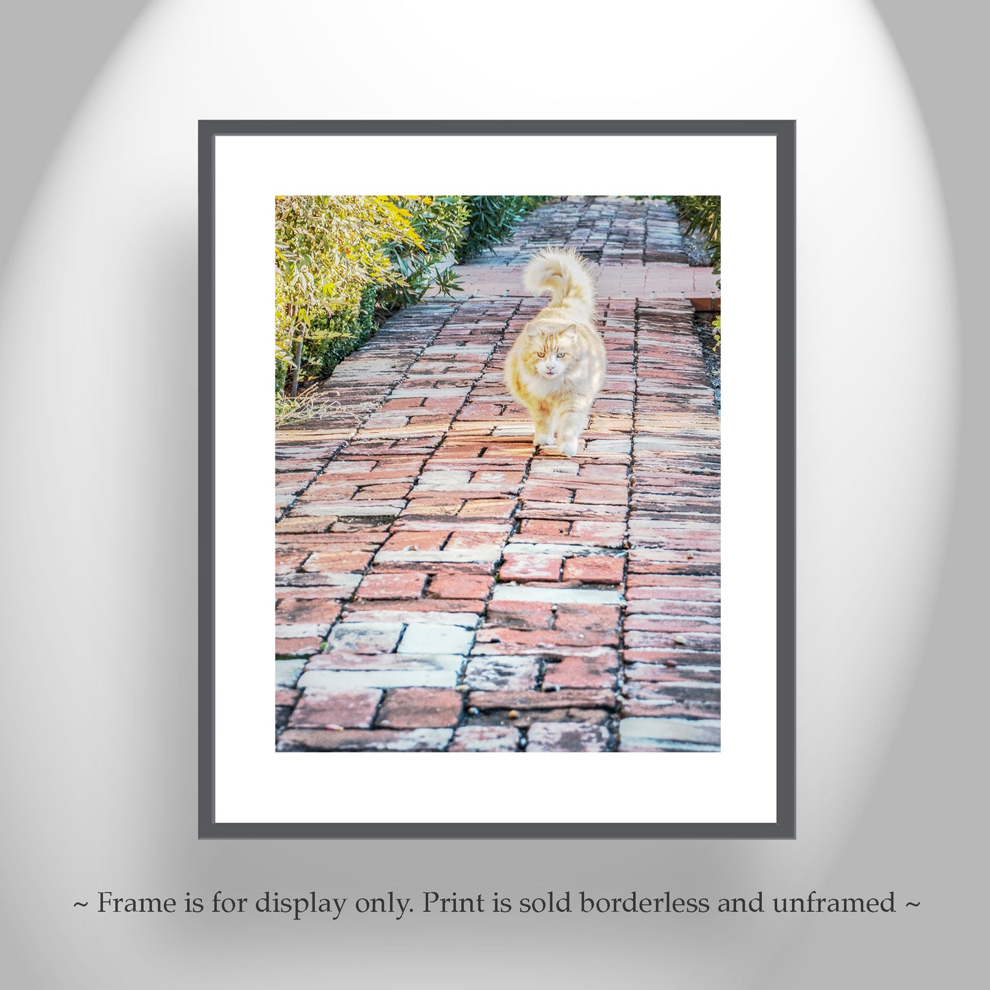 Cat Lover Wall Decor with Orange Cat in Tucson Arizona Barrio Viejo Street