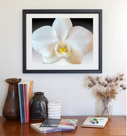 Orchid Flower Photograph - Abstract Nature Still Life Art