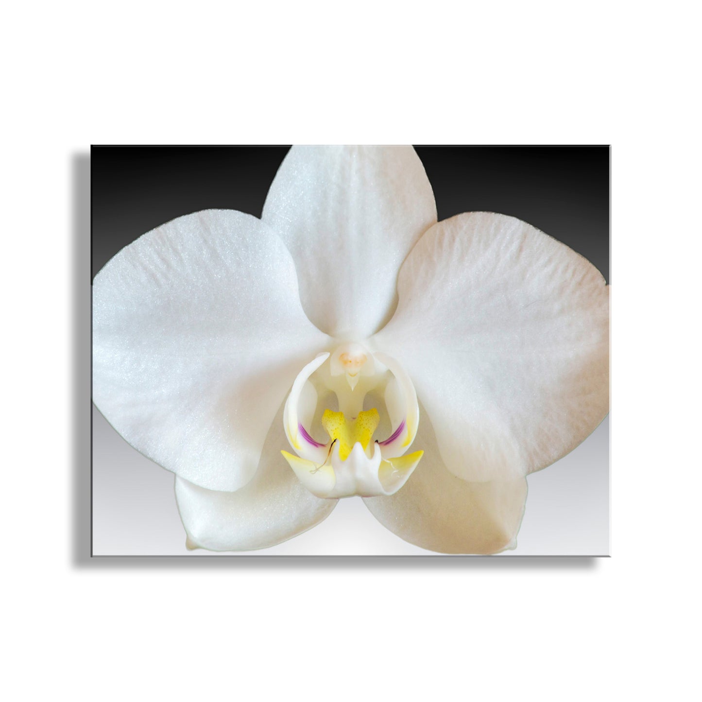Close-up of a white orchid flower with a black border. Orchid Flower Photograph as Abstract Nature Still Life Art
