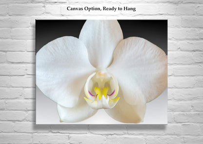 Orchid Flower Photograph - Abstract Nature Still Life Art