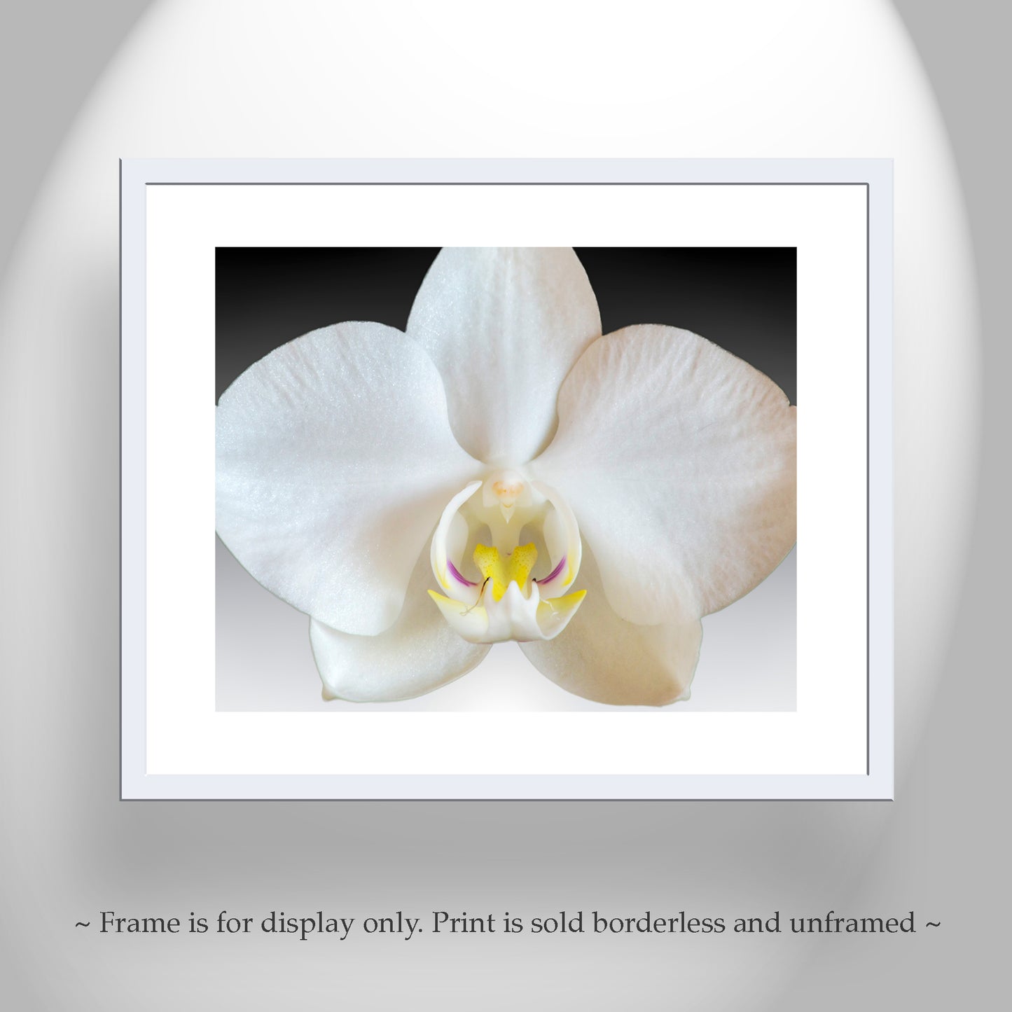 Orchid Flower Photograph - Abstract Nature Still Life Art