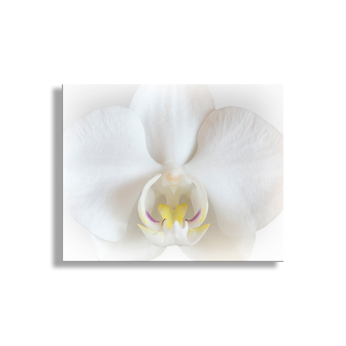 Close-up of a white orchid flower on a white background. White Orchid Art Print as Framed Floral Wall Decor