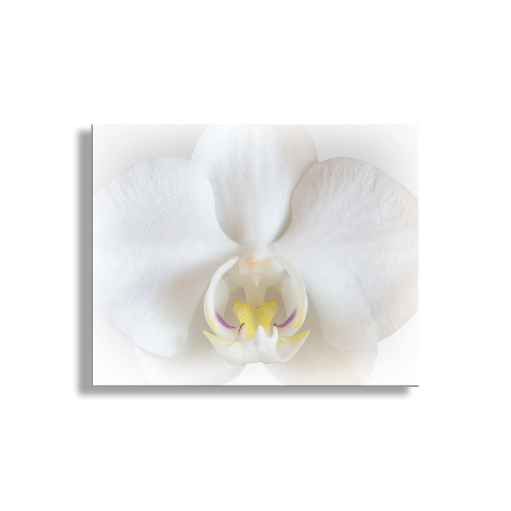 Close-up of a white orchid flower on a white background. White Orchid Art Print as Framed Floral Wall Decor