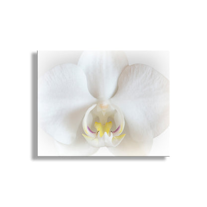 Close-up of a white orchid flower on a white background. White Orchid Art Print as Framed Floral Wall Decor