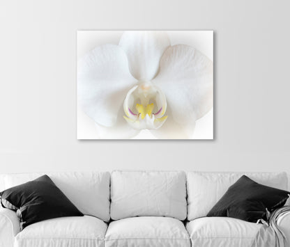White Orchid Art Print as Framed Floral Wall Decor