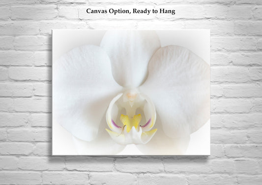 White Orchid Art Print as Framed Floral Wall Decor