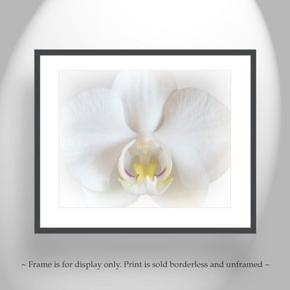 White Orchid Art Print as Framed Floral Wall Decor