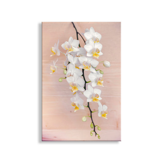 White orchids on a pink background. Orchid Flower Photography Art Print | Elegant Floral Wall Decor