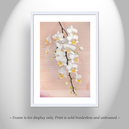 Orchid Flower Photography Art Print | Elegant Botanical Decor