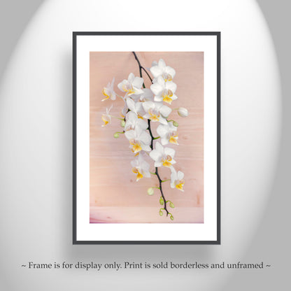 Orchid Flower Photography Art Print | Elegant Botanical Decor