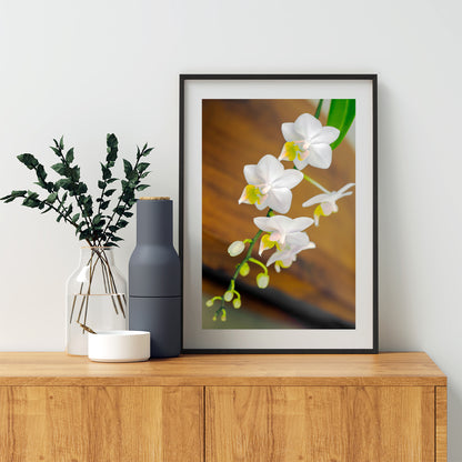 White Orchid Flower High Contrast Fine Art Print