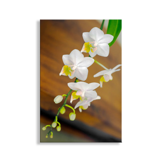 White orchids with green stems on a blurred brown background. White Orchid Flower High Contrast Wall Decor Art Print