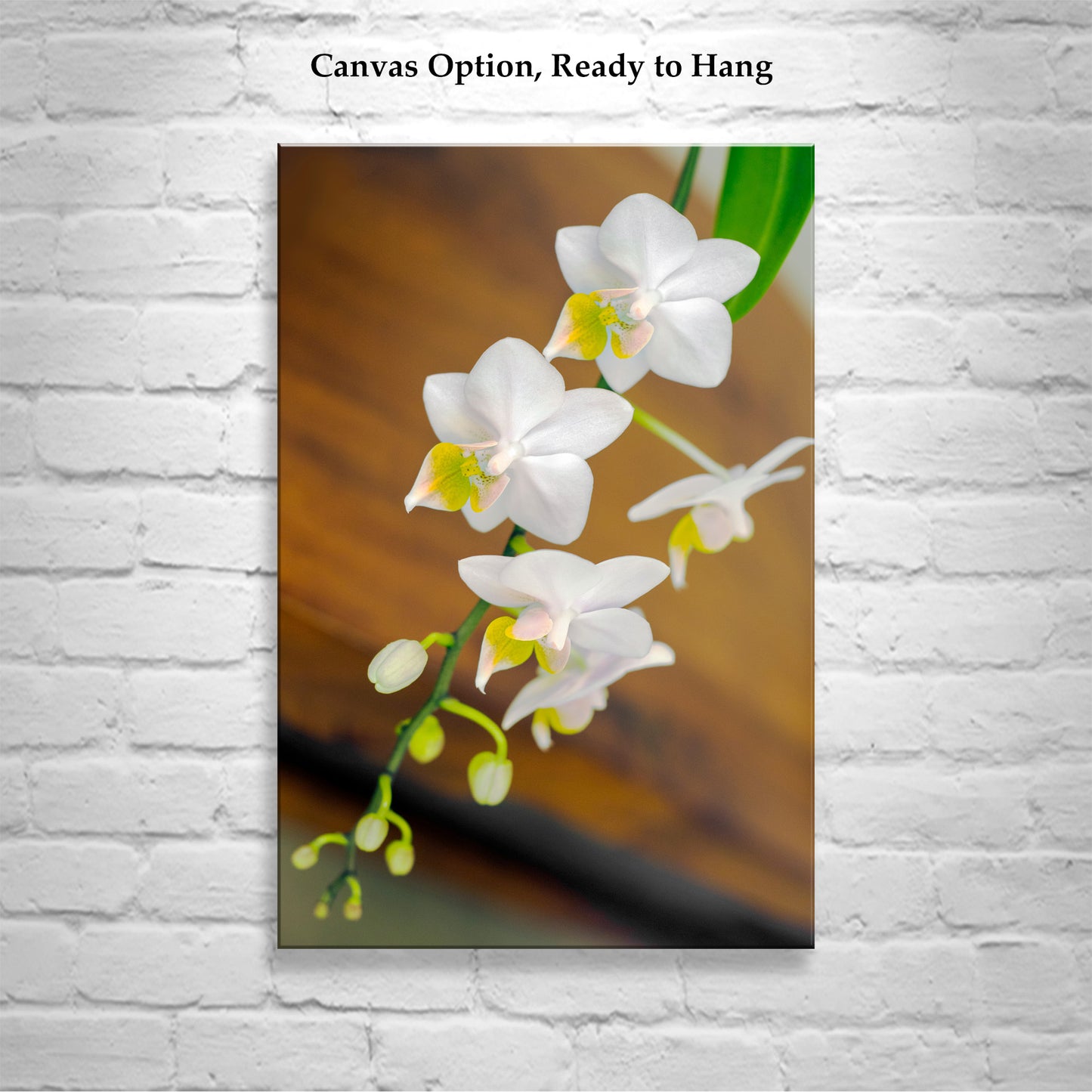 White Orchid Flower High Contrast Fine Art Print