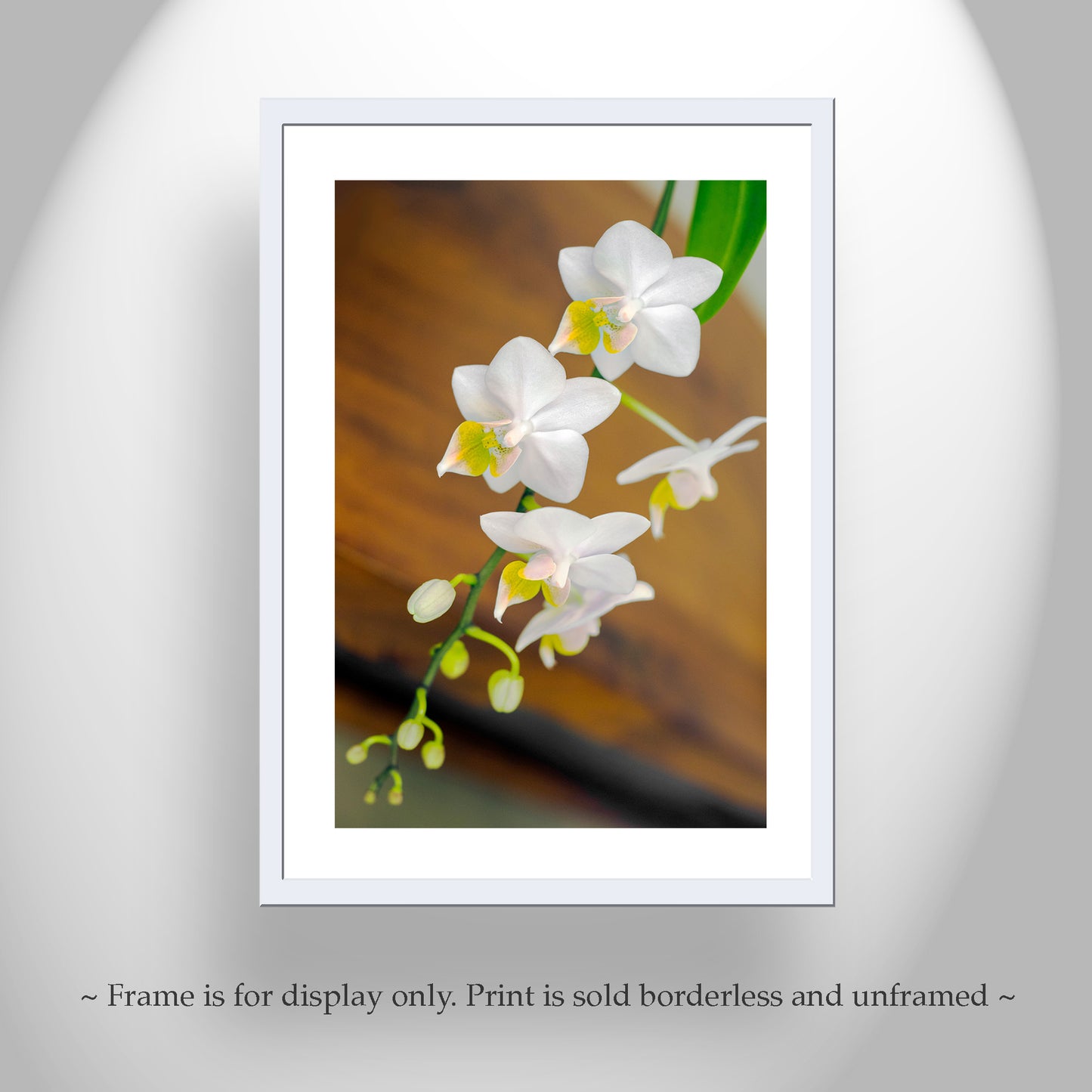 White Orchid Flower High Contrast Fine Art Print