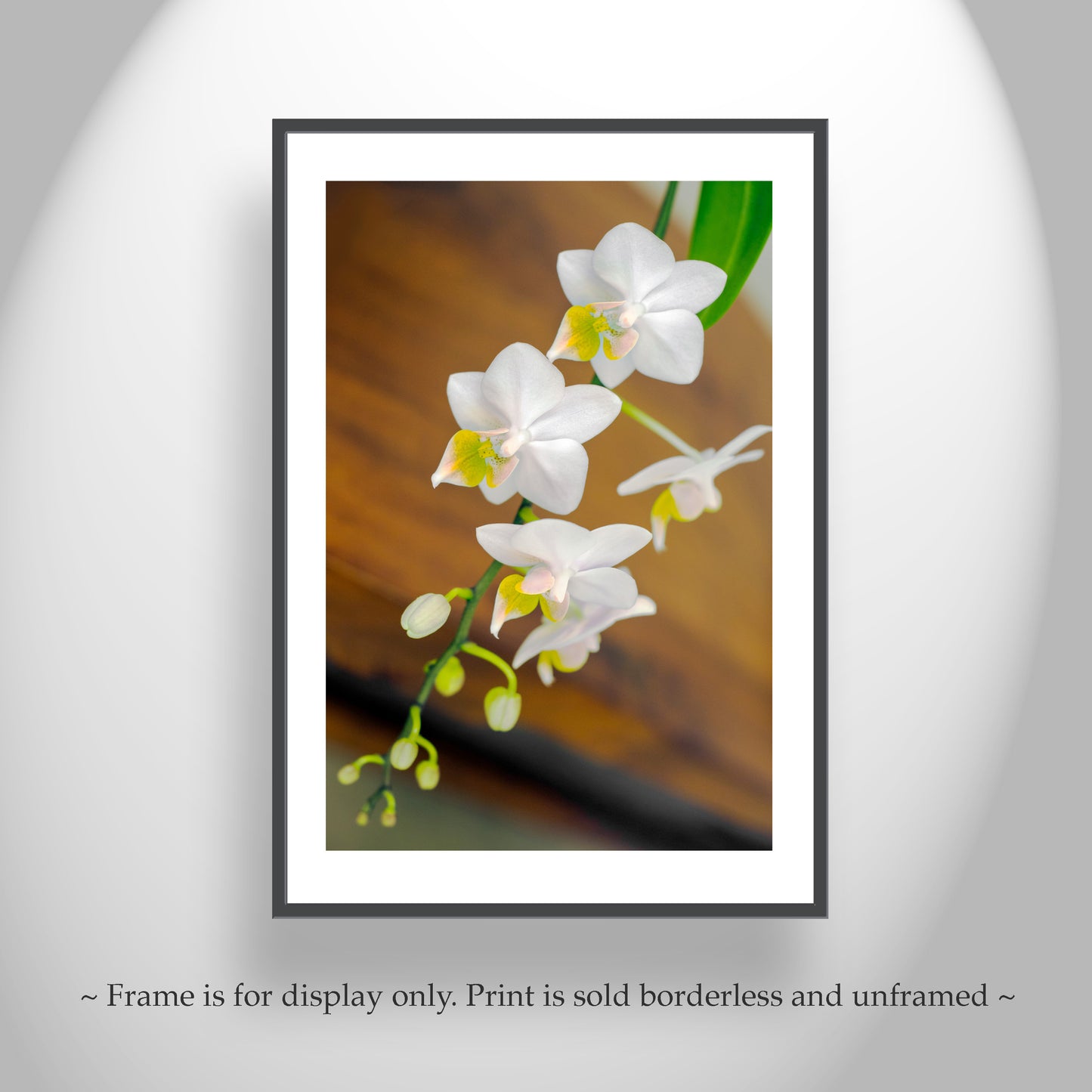 White Orchid Flower High Contrast Fine Art Print
