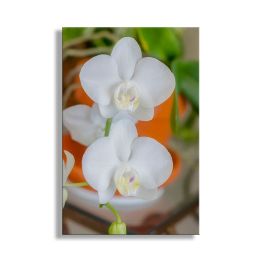 Close-up of white orchids with a blurred background. Orchid Flower Art Photograph as Botanical Wall Decor