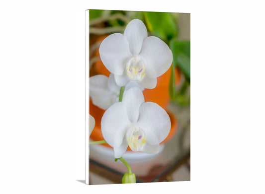 Orchid Flower Art Photograph as Botanical Wall Decor