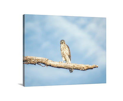 Hawk Artwork Minimalist Bird Decor from Southern Arizona USA