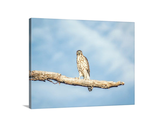 Hawk Artwork Minimalist Bird Decor from Southern Arizona USA