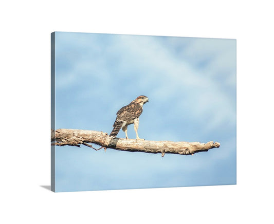 Hawk Photo Print as Minimalist Bird Art | Arivaca Arizona Wildlife