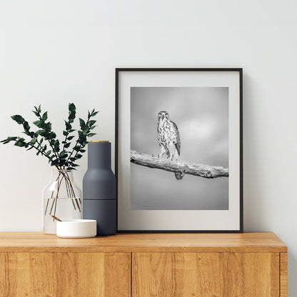 Hawk Bird Art Print | Minimalist Avian Wall Decor in Black and White