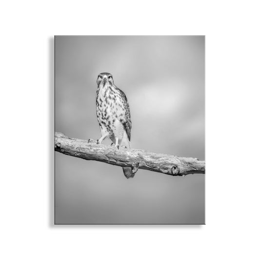 Hawk Bird Art Print | Minimalist Avian Wall Decor in Black and White